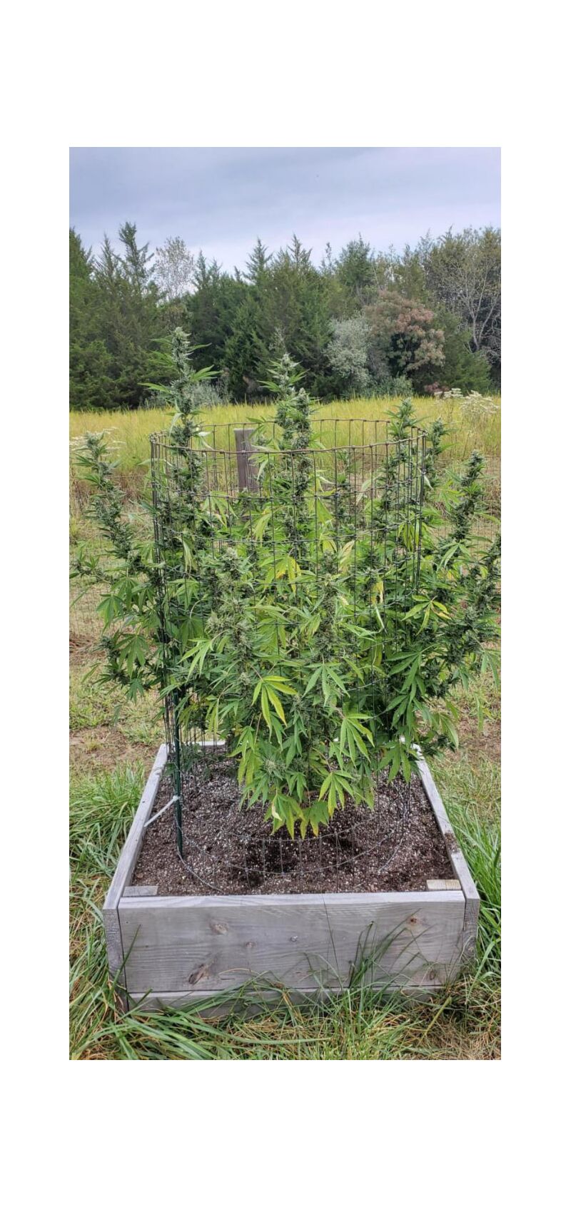 Bigfoot Glue, Фасовка: 3, изображение 4